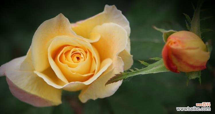 探寻月季花的花语 月季花花语解读