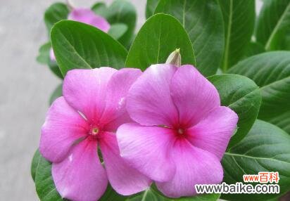 探索长春花的美丽与深意 长春花的花语与意义