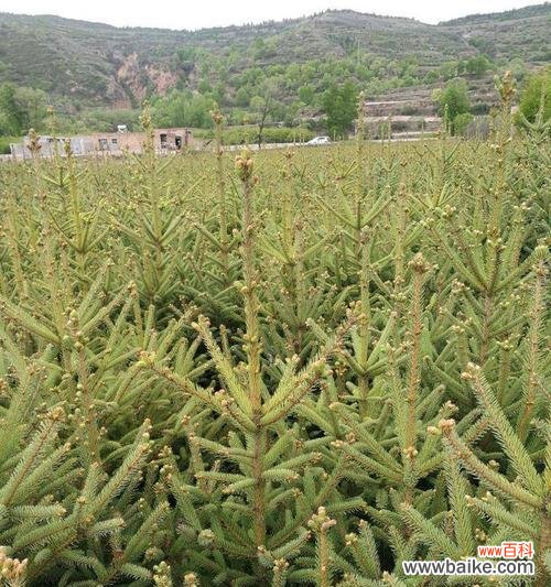 探寻云杉的象征意义及如何正确养殖它 云杉之美——寓意与养殖之道