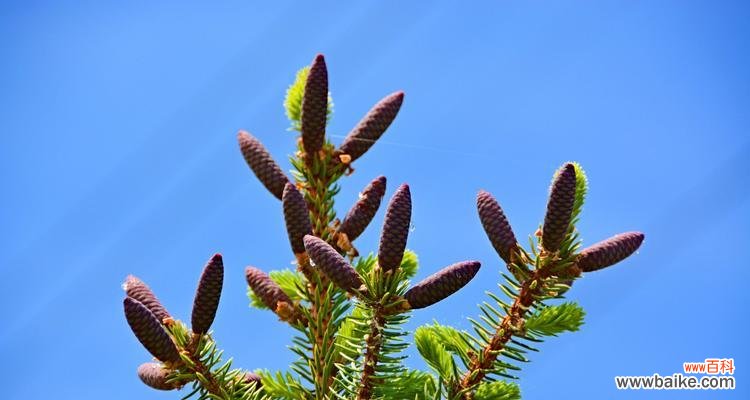 探寻云杉的象征意义及如何正确养殖它 云杉之美——寓意与养殖之道