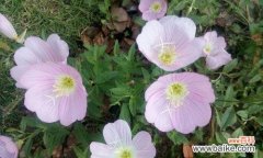 探寻月见草的深层含义 月见草花语