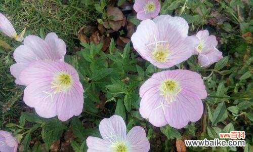 探寻月见草的深层含义 月见草花语