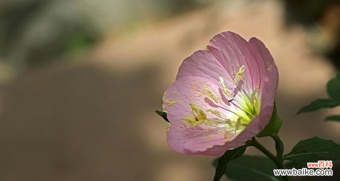 探寻月见草的深层含义 月见草花语