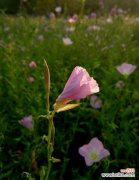 月见草的花语与美丽传说 月见草的传说