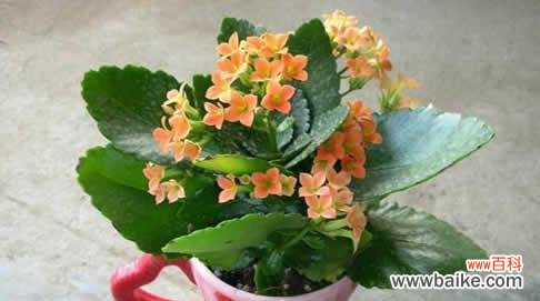 长寿花的祝福与寓意 红色长寿花的花语