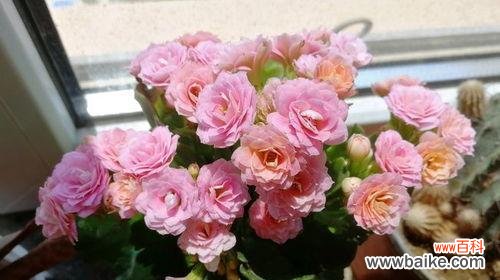 长寿花的祝福与寓意 红色长寿花的花语