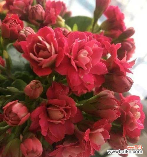 探索长寿花背后的深意 长寿花的寓意与象征意义