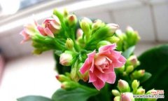 探索长寿花背后的深意 长寿花的寓意与象征意义