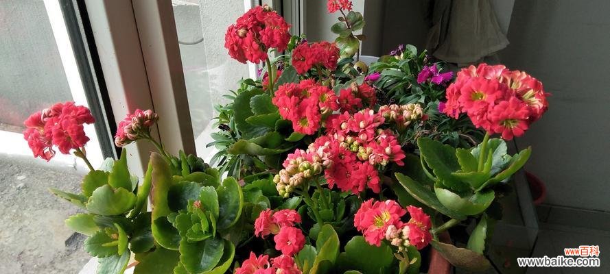 探索长寿花背后的深意 长寿花的寓意与象征意义