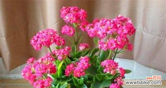 长寿花的吉祥象征及风水福利 长寿花的寓意与象征风水