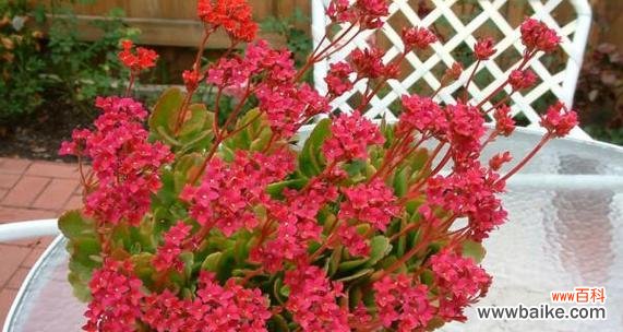 揭秘长寿花的神奇花语 长寿花的花语及寓意解读