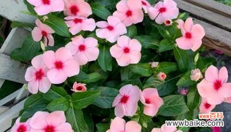 揭示长春花寓意的花语与文化传统 长春花的寓意与象征——生命与希望的象征