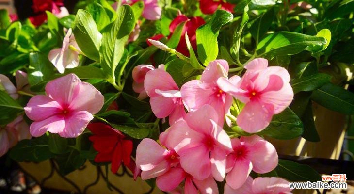 揭示长春花寓意的花语与文化传统 长春花的寓意与象征——生命与希望的象征