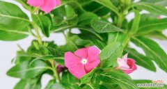 揭示长春花寓意的花语与文化传统 长春花的寓意与象征——生命与希望的象征