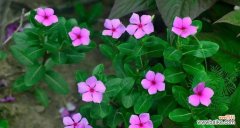 长春花花语及其寓意探析 长春花