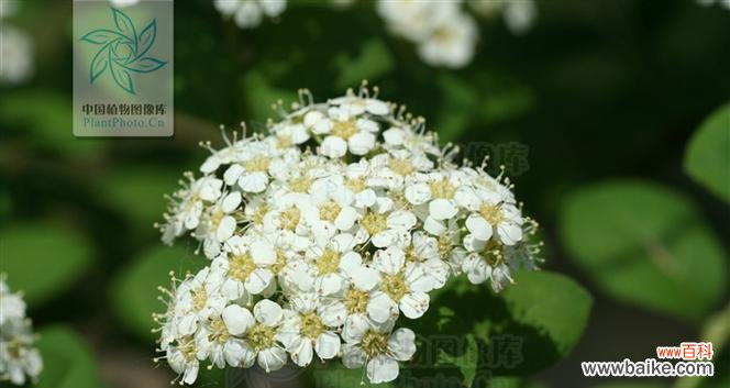 绣线菊 探寻菊花语——珍珠绣线菊的美与哲理