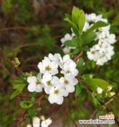 绣线菊 探寻菊花语——珍珠绣线菊的美与哲理