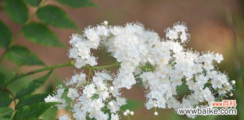 探索珍珠梅花的深意与美丽之处 珍珠梅花的意义与象征
