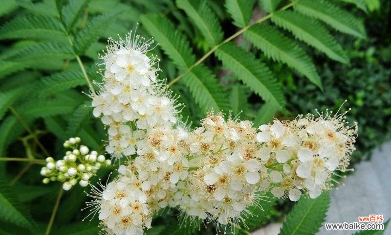 探索珍珠梅花的深意与美丽之处 珍珠梅花的意义与象征