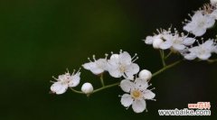 探索珍珠梅花的深意与美丽之处 珍珠梅花的意义与象征