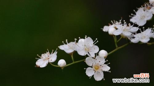 探索珍珠梅花的深意与美丽之处 珍珠梅花的意义与象征