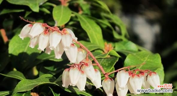 揭秘珍珠花的隐藏语言 珍珠花花语与其魅力