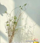 揭秘珍珠花的隐藏语言 珍珠花花语与其魅力