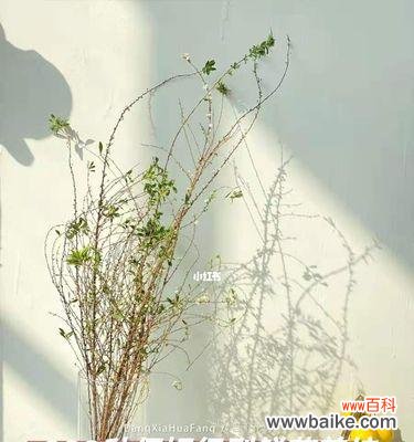 揭秘珍珠花的隐藏语言 珍珠花花语与其魅力