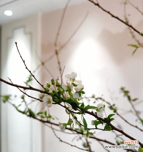 揭秘珍珠花的隐藏语言 珍珠花花语与其魅力