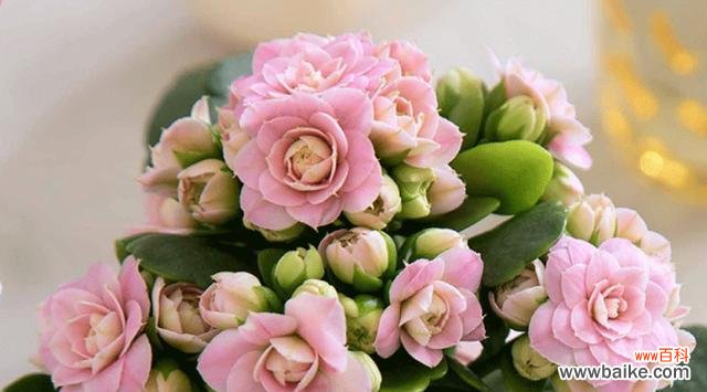 探索长寿花切花的观赏价值及商业前景 长寿花切花的意义与用途