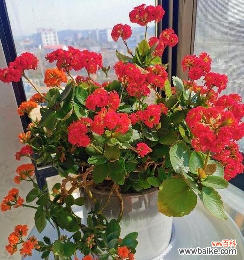 探索长寿花切花的观赏价值及商业前景 长寿花切花的意义与用途