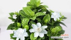 传递情感的花语 栀子花的寓意与赠送对象