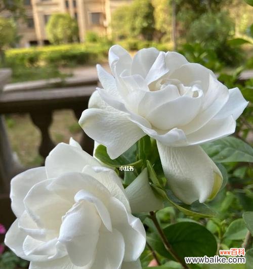 探寻栀子花的花语之美 栀子花神话故事