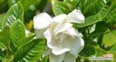 探寻栀子花的花语之美 栀子花神话故事