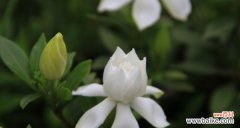 以栀子花的花语探寻爱情和纯洁的象征 栀子花的真正花语