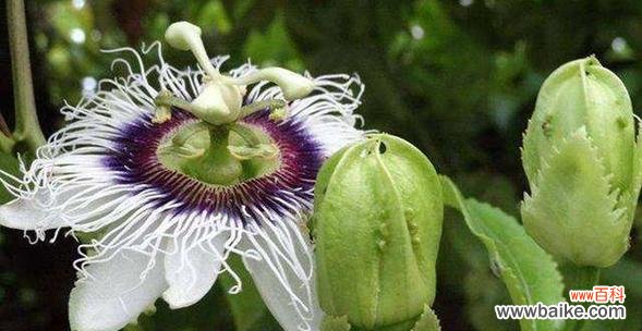 揭秘植物呼吸的奥秘及其生态作用 植物呼吸作用的重要性