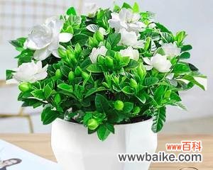 探寻栀子花的浪漫与神秘 栀子花的美丽与寓意