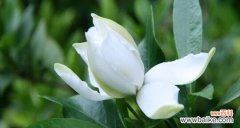 探秘栀子花的吉祥寓意和文化象征 栀子花的花语与寓意