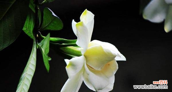 探秘栀子花的吉祥寓意和文化象征 栀子花的花语与寓意