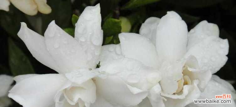 探寻栀子花的美丽内涵和深远意义 栀子花的花语及寓意