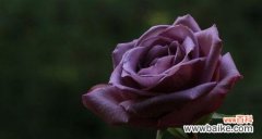 解读紫玫瑰的深意 紫玫瑰花语的美丽寓意