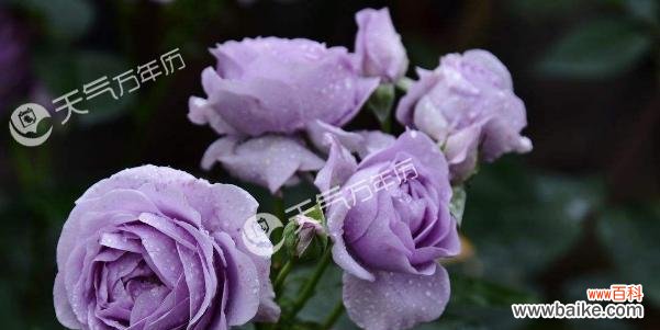 紫玫瑰的秘密与魅力 紫玫瑰的花语和寓意——传递深情和神秘之美