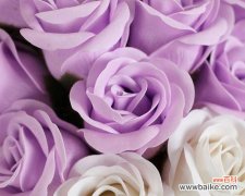 探索紫玫瑰花的寓意与传说 紫玫瑰花