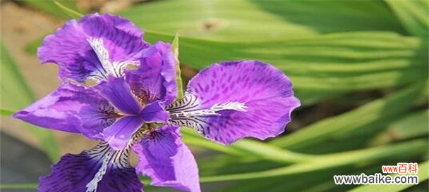 探寻紫色花朵的奇妙世界 缤纷紫色花卉与花语