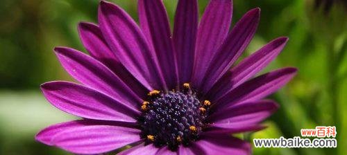 探寻紫色花朵的奇妙世界 缤纷紫色花卉与花语