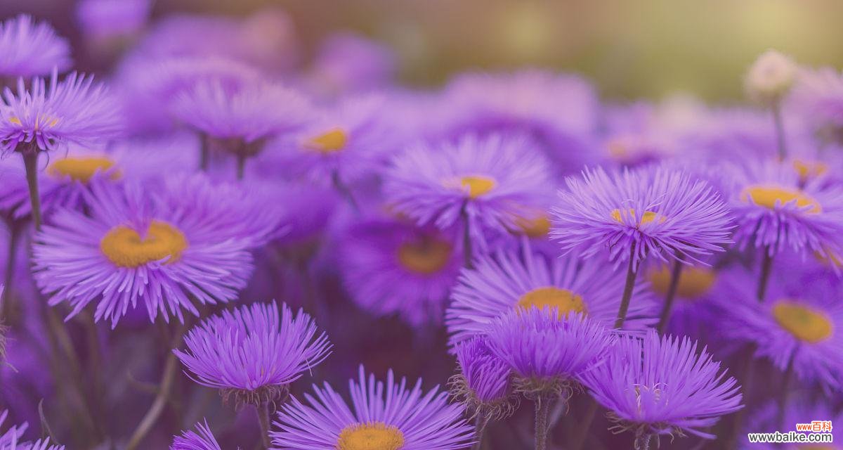 探寻紫色雏菊所传递的心灵寓意 紫色雏菊的花语
