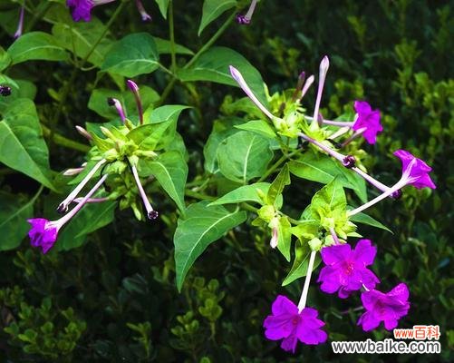 紫茉莉的神秘与浪漫之美 紫茉莉花语的含义及象征