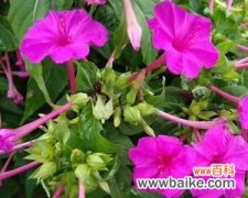 紫茉莉的神秘与浪漫之美 紫茉莉花语的含义及象征