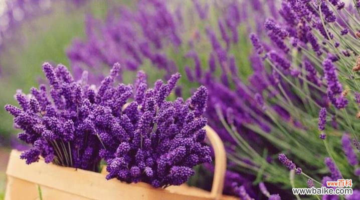 探索紫色风信子的神秘之美 紫色风信子的花语和寓意