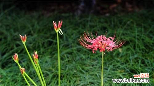 探寻紫色曼陀罗花所代表的神秘花语与美好寓意 紫色曼陀罗花的花语及象征意义